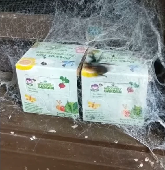 Örümcek besleyen kadının evinin hali korkunç her yeri ağ sardı